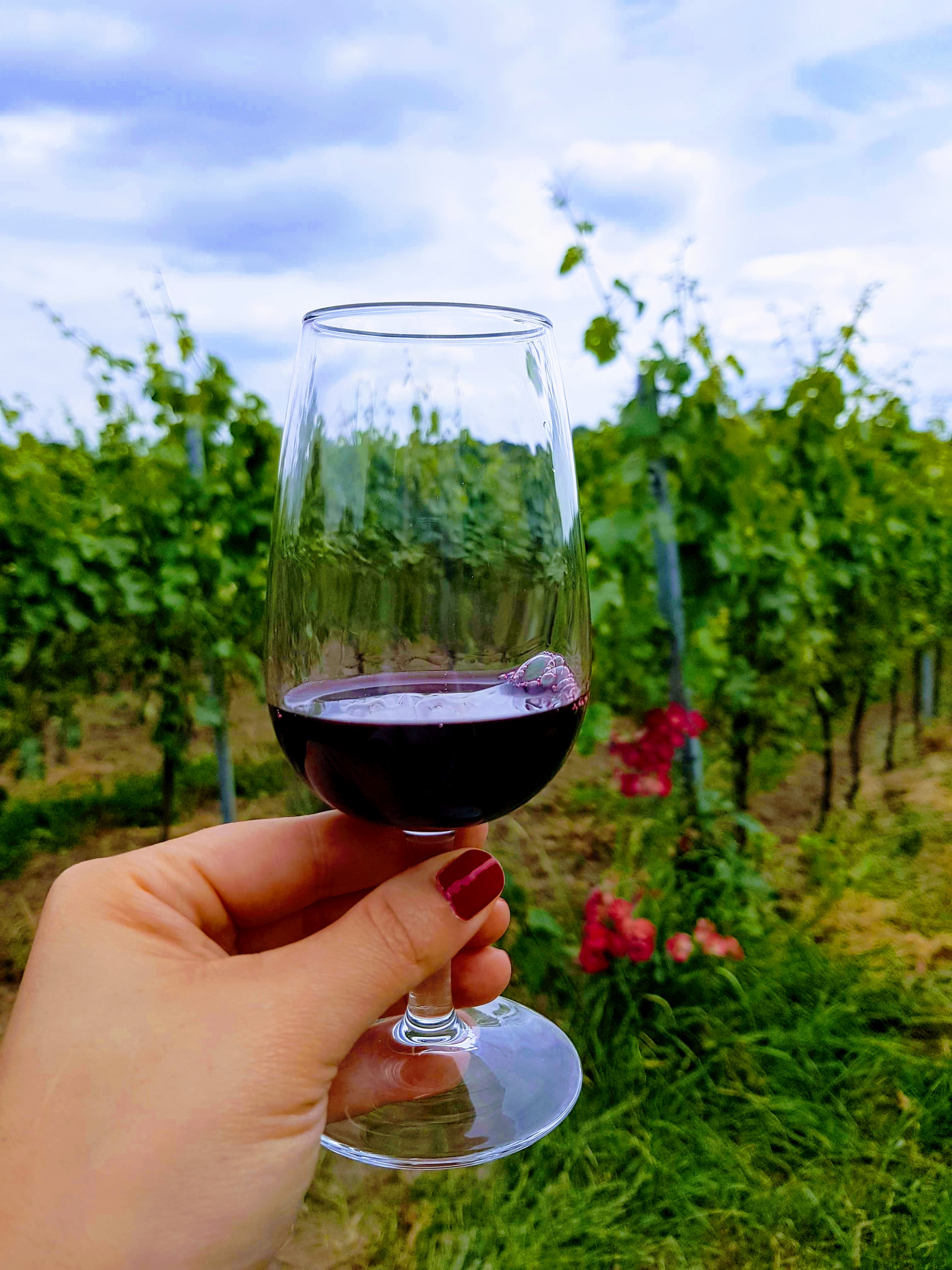 Experience vins   - Le monde du vin de façon conviviale et accessible avec Experience Vins